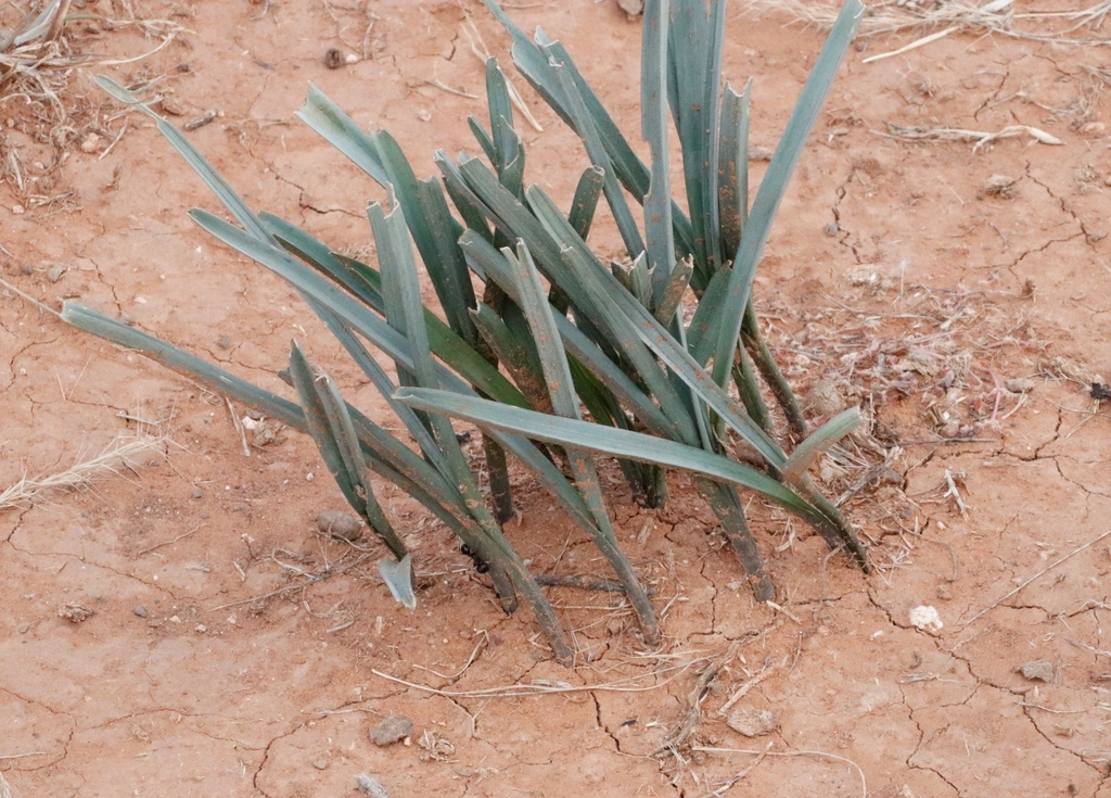 Drimia macrantha, Erin Farm, Middelberg
