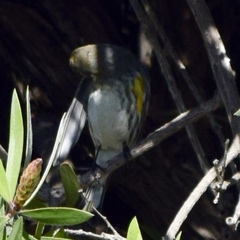 Setophaga coronata