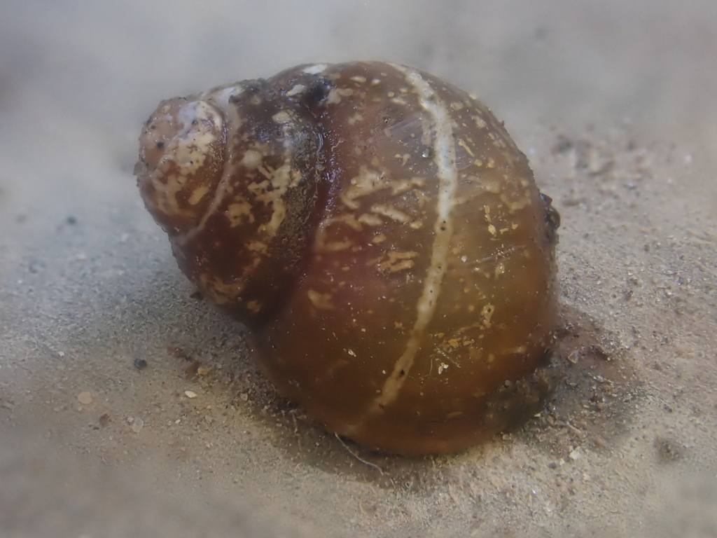 Ashy Pebblesnail