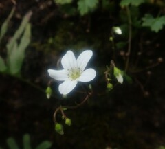 Saxifraga maderensis image