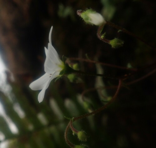 Image of Saxifraga maderensis by (c) agujaceratops, some rights reserved (CC BY)