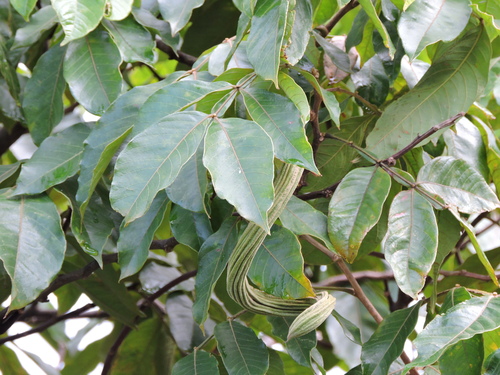 Image of Inga edulis by (c) Fabrício Mil Homens Riella, some rights reserved (CC BY)