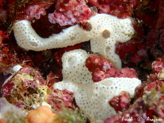 Didemnide maculé photo 2