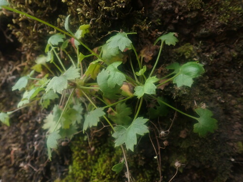Image of Saxifraga maderensis by (c) agujaceratops, some rights reserved (CC BY)