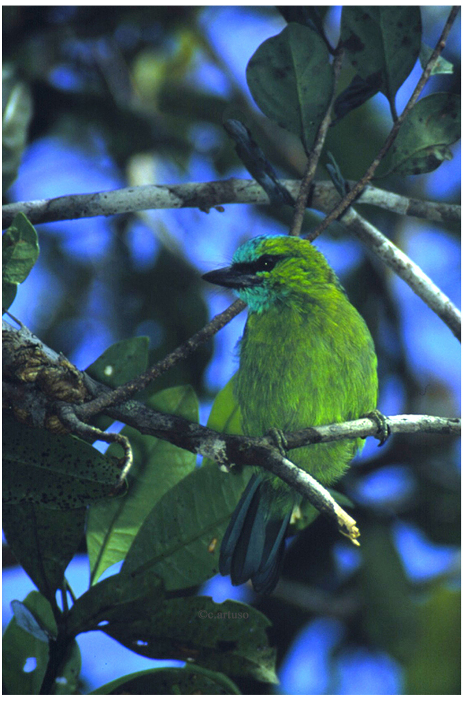 Golden-naped Barbet