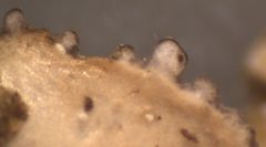 Pseudocyphellaria dissimilis