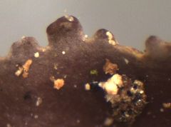 Pseudocyphellaria dissimilis