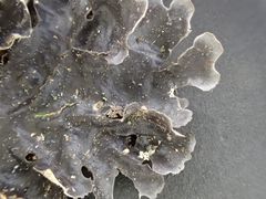 Pseudocyphellaria dissimilis