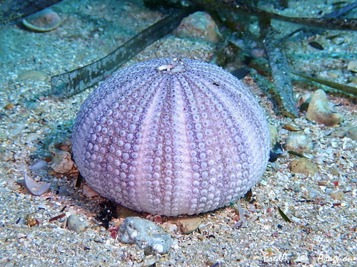 Violet Sea Urchin, photo 5 of 10