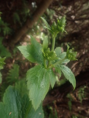 Ranunculus cortusifolius image