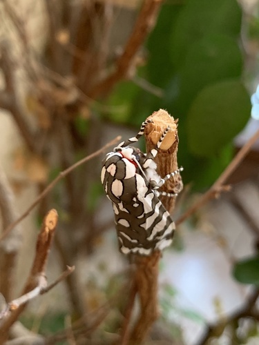 Arachnis dilecta