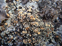 Rhizoplaca subdiscrepans