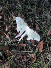 Actias