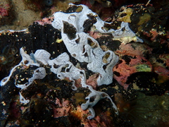Colonial Tunicate photo 4