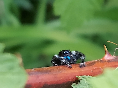 Bold Jumping Spider photographed in Missouri