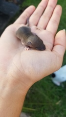 Peromyscus gossypinus