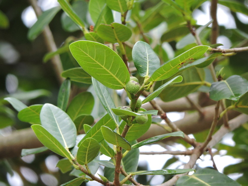 Ficus cestrifolia (Ficus cestrifolia)