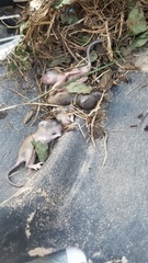 Peromyscus gossypinus