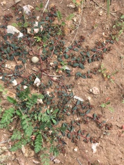 Euphorbia glyptosperma