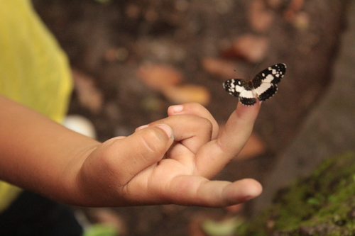 White-dotted Crescent
