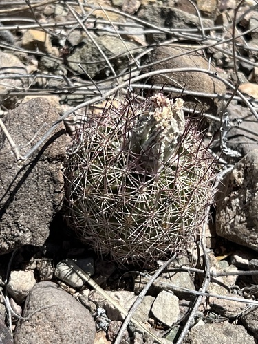 Sclerocactus johnsonii