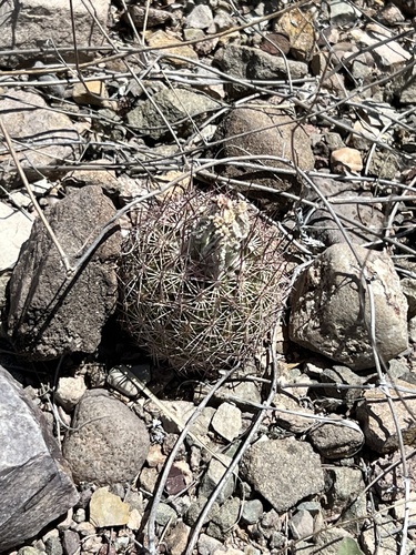 Sclerocactus johnsonii