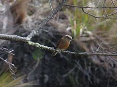 Ochthoeca fumicolor