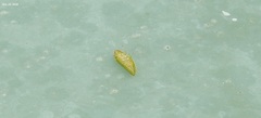 Petalocephala manchurica