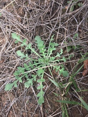 Lepidium lasiocarpum