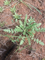 Phacelia popei