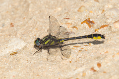 Hylogomphus apomyius