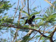 Amblycercus holosericeus