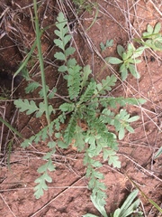 Phacelia popei