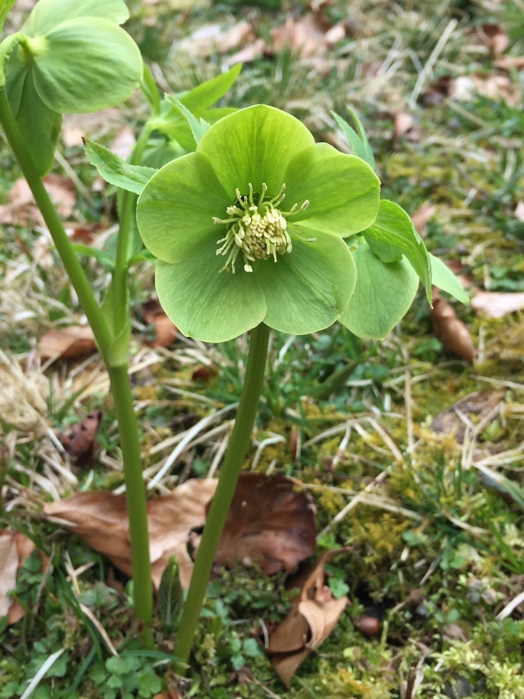 Helleborus viridis