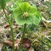 Green Hellebore - Photo (c) olga_zero, some rights reserved (CC BY-NC)