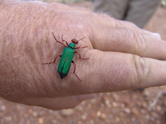 Eupompha fissiceps