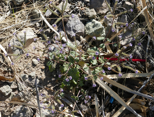 Mangas Spring phacelia (Phacelia bombycina)