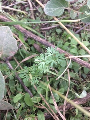 Ammoselinum popei