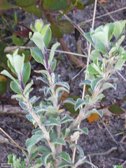 Tarchonanthus littoralis