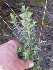 Tarchonanthus littoralis