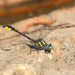 Banner Clubtail - Photo (c) Greg Lasley, some rights reserved (CC BY-NC), uploaded by Greg Lasley