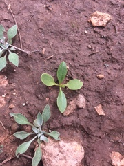 Ditaxis humilis