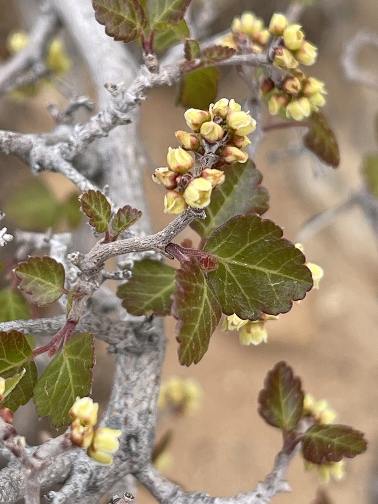 fragrant sumac from Canyonlands National Park, San Juan County, USUT