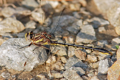 Phanogomphus oklahomensis