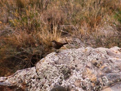 Cinclodes