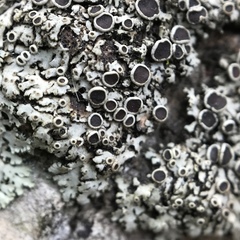 Phaeophyscia hirtella