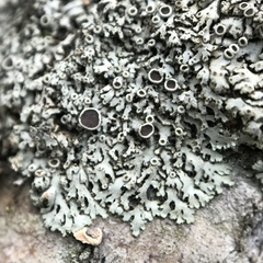 Phaeophyscia hirtella