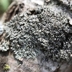 Phaeophyscia hirtella