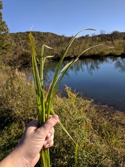 Carex lacustris
