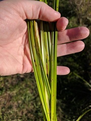 Carex lacustris